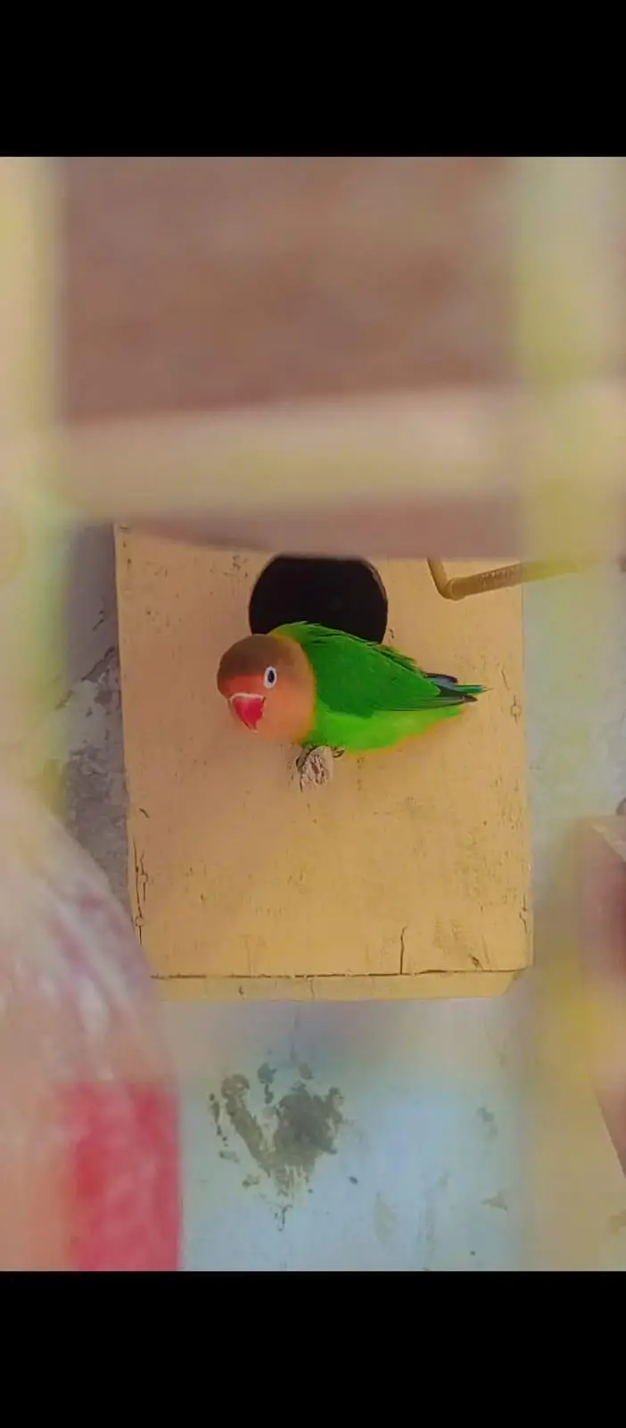 cocktail femail and love bird male — photo 5