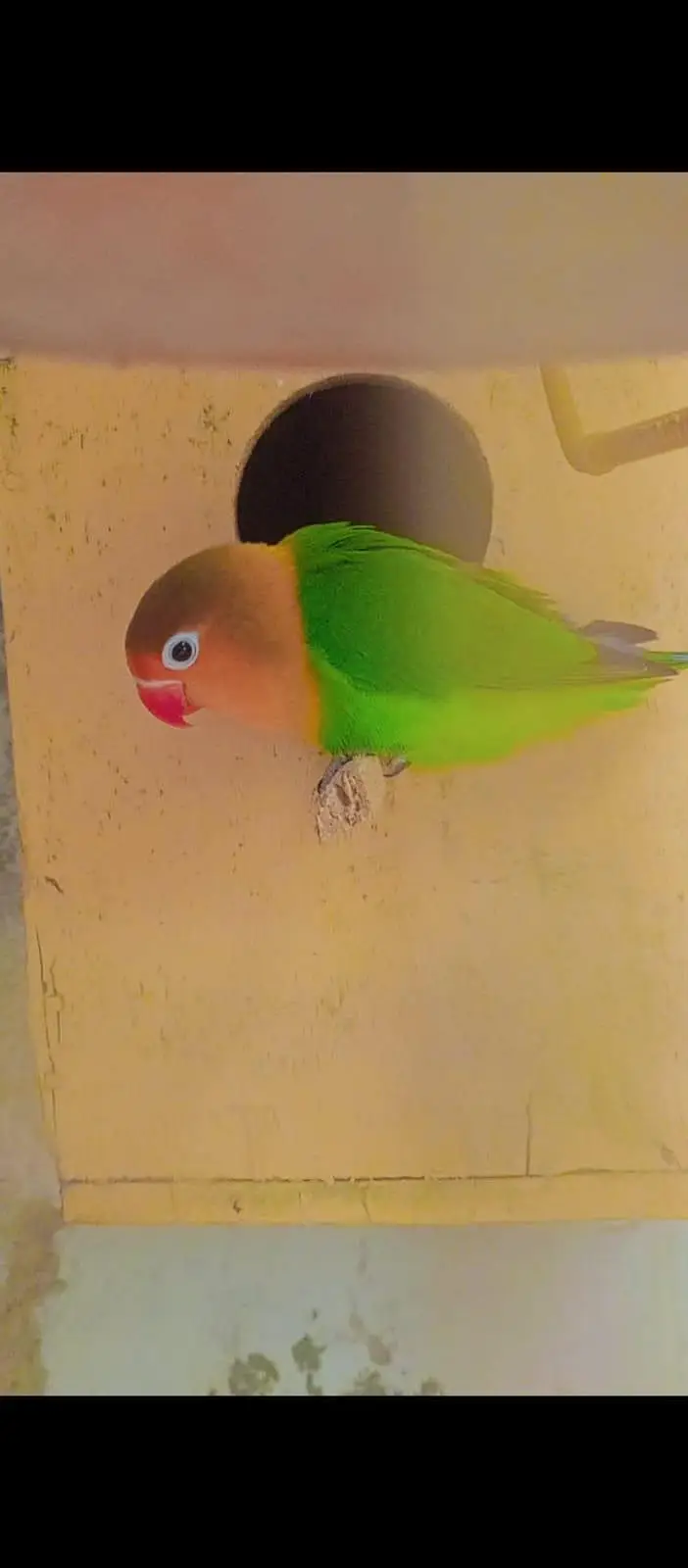 cocktail femail and love bird male — photo 6