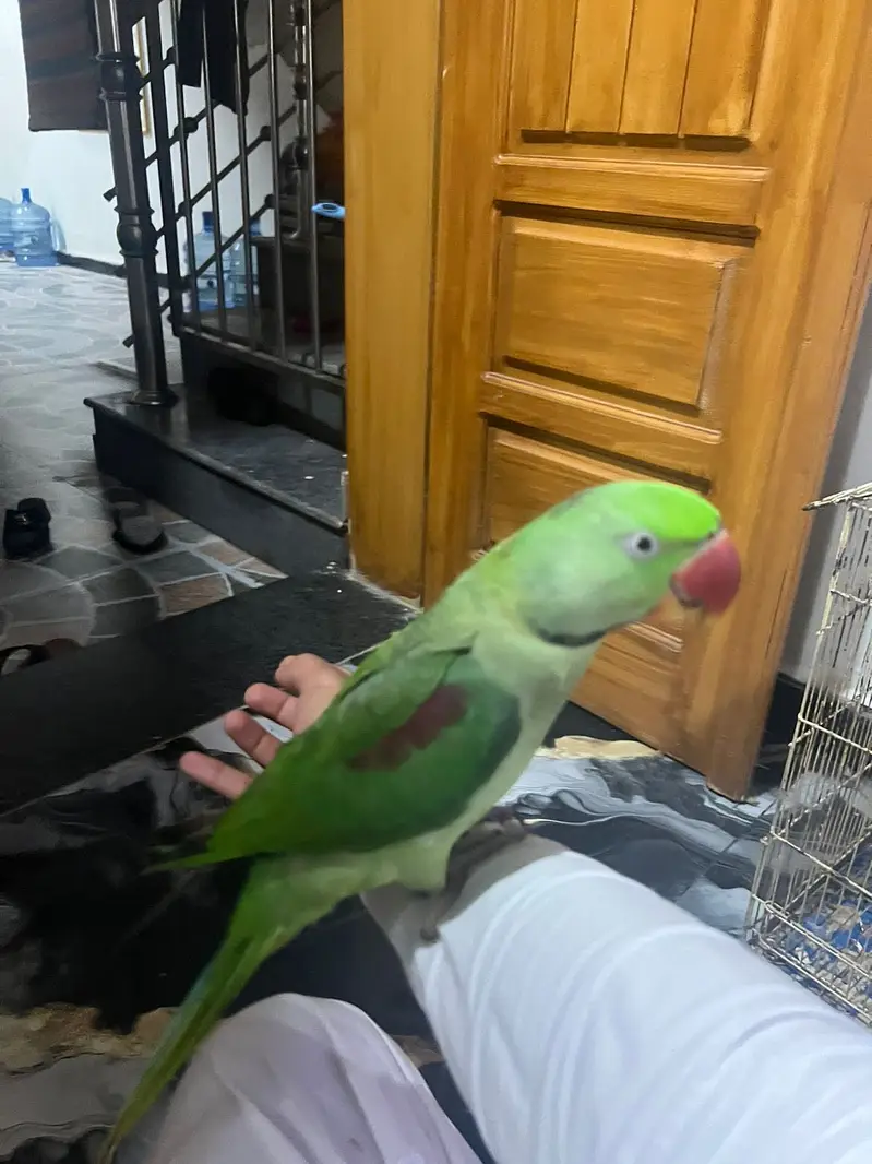 Raw parrot fully talking tamped — photo 4