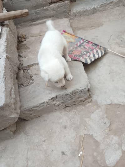 Russian dog female