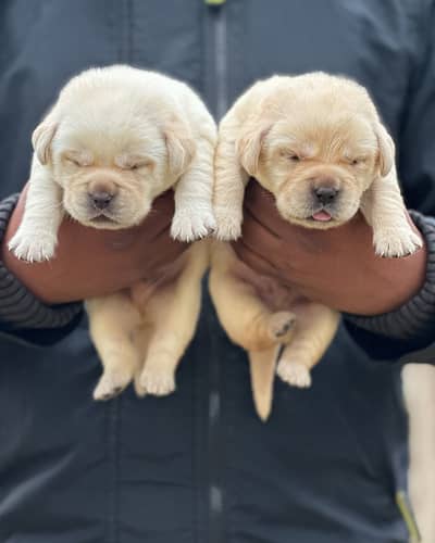 Labrador pedigree microchipe puppy 03014615555