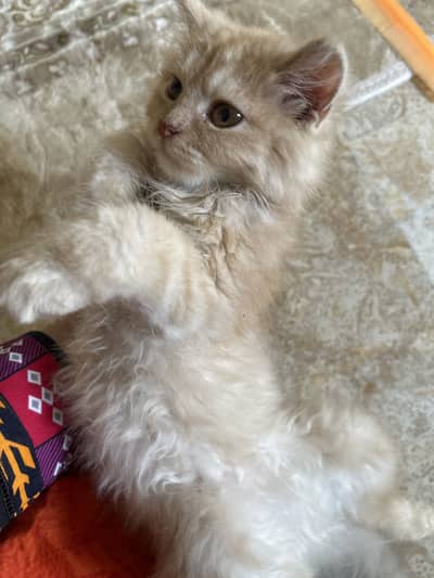 Adorable Healthy Cat Looking for a Loving Home