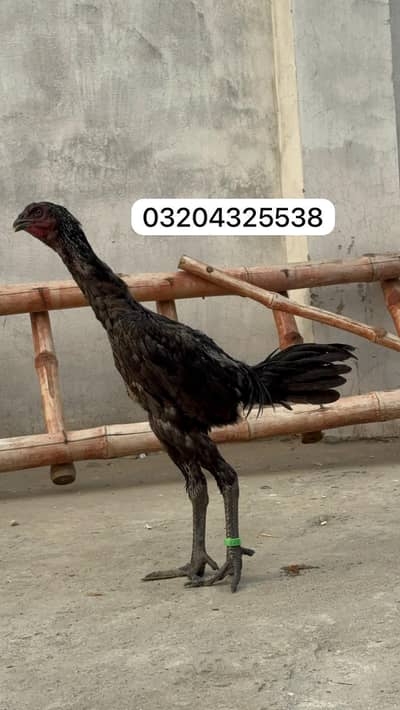 Dragon birds 03204325538