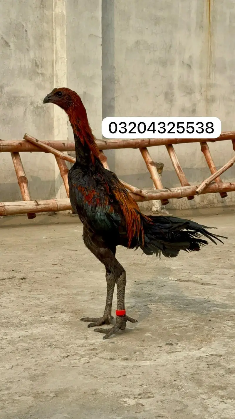 Dragon birds 03204325538 — photo 2
