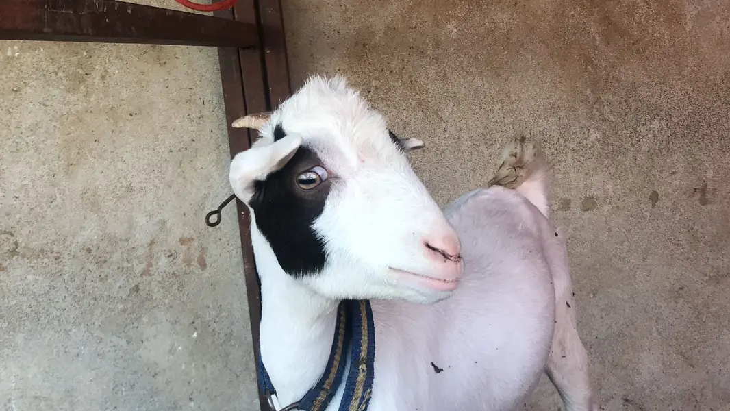 Teddy abluk female — photo 2