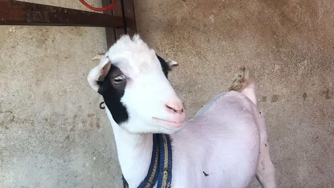 Teddy abluk female — photo 4