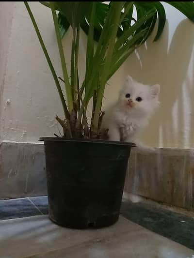 Persian Kitten | Triple Coated Persian Kittens For Sale