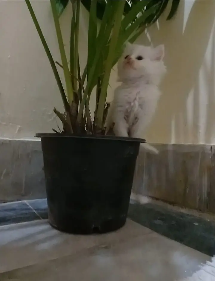 Persian Kitten | Triple Coated Persian Kittens For Sale — photo 2