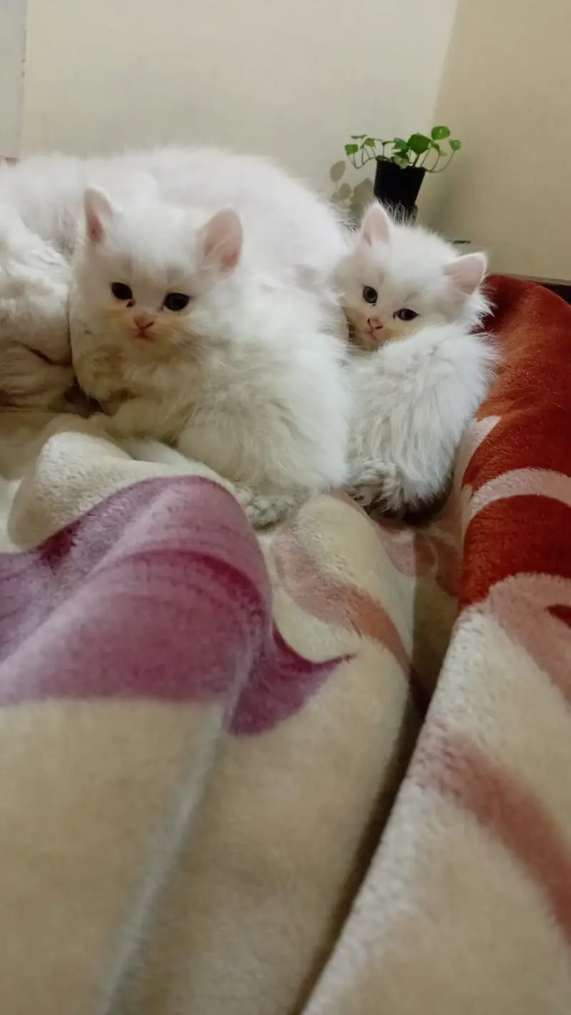 Persian Kitten | Triple Coated Persian Kittens For Sale — photo 3