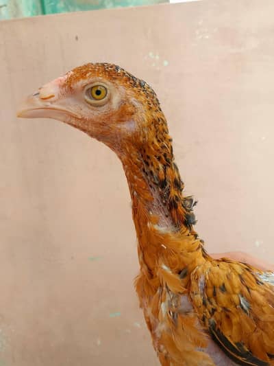 Lakha Aseel chicks