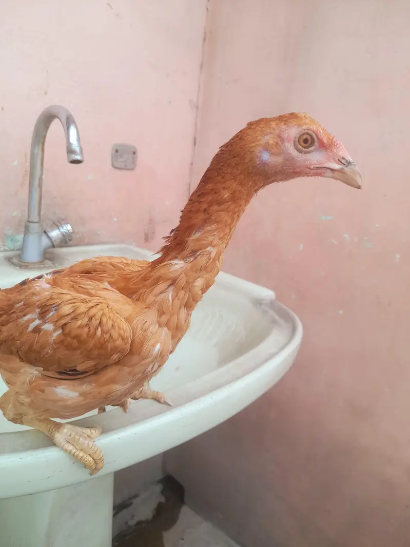 Lakha Aseel chicks — photo 2