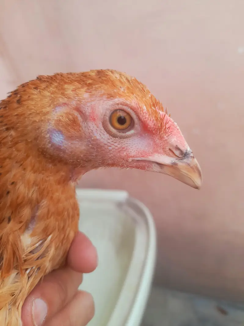Lakha Aseel chicks — photo 3