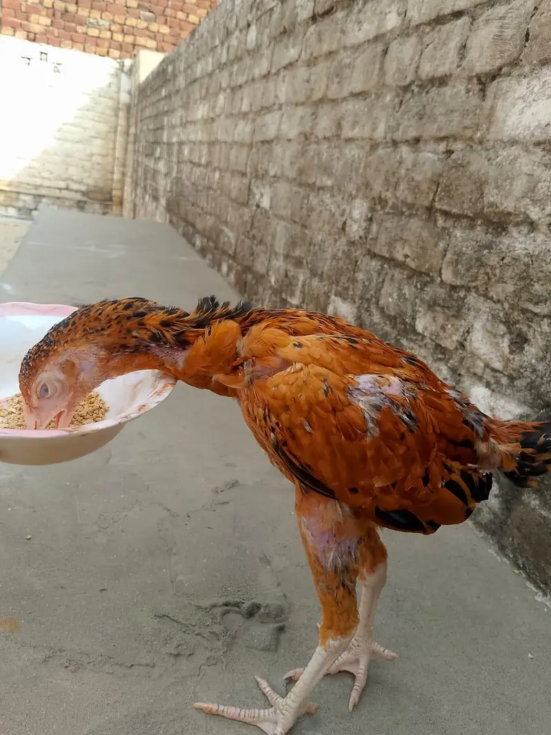 Lakha Aseel chicks — photo 4