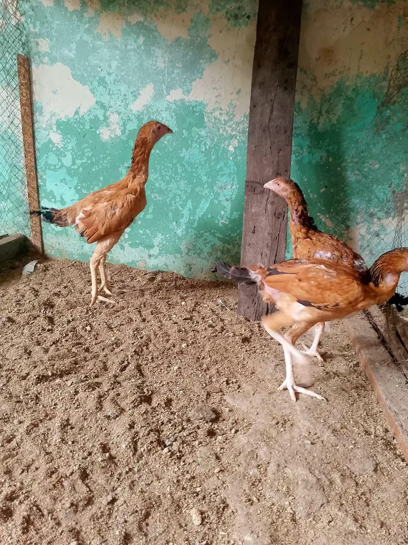 Lakha Aseel chicks — photo 5