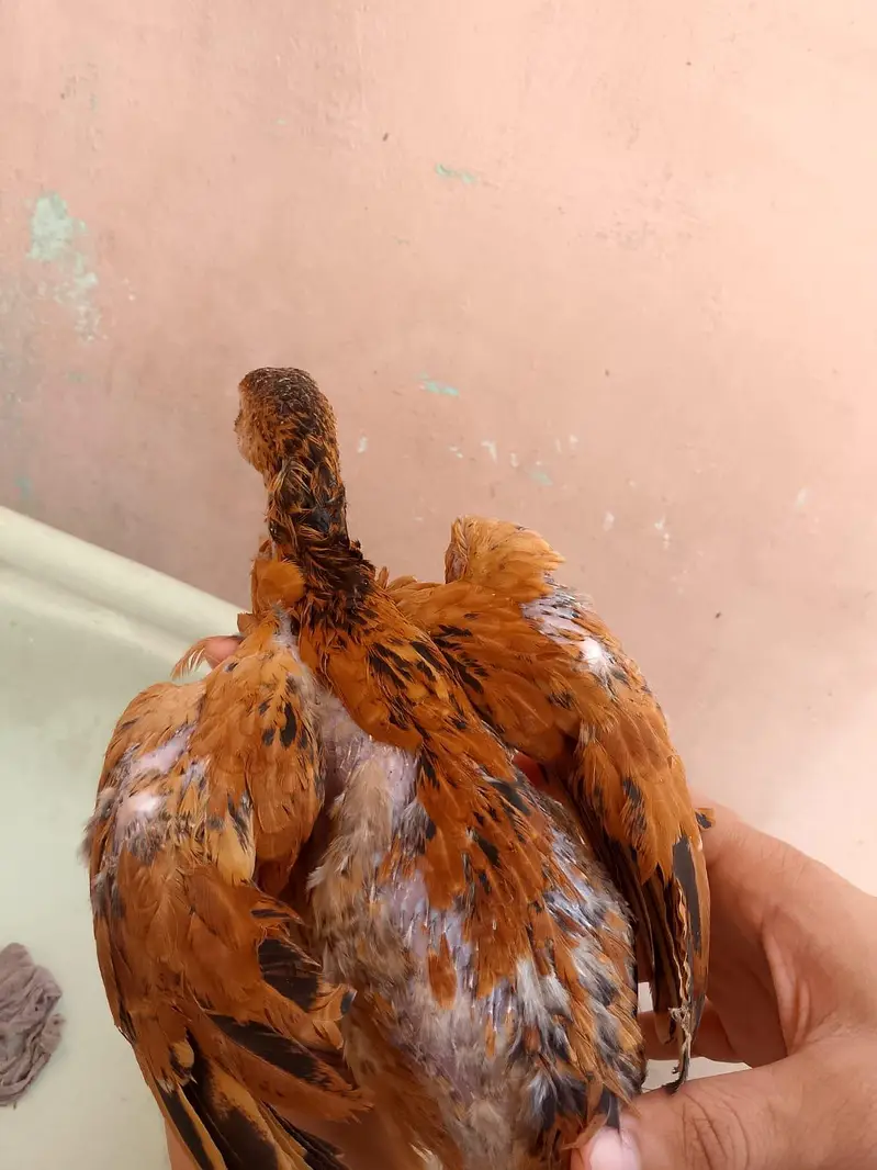 Lakha Aseel chicks — photo 6
