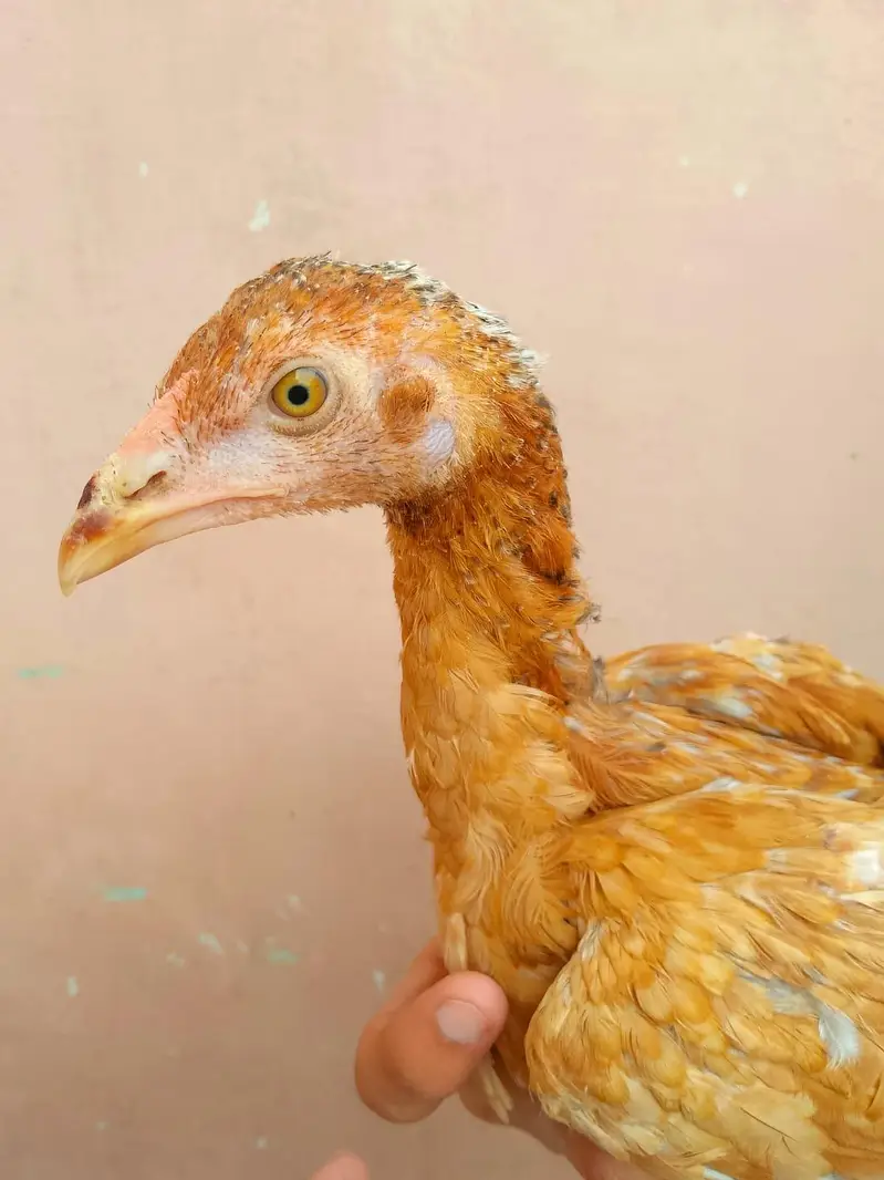 Lakha Aseel chicks — photo 7