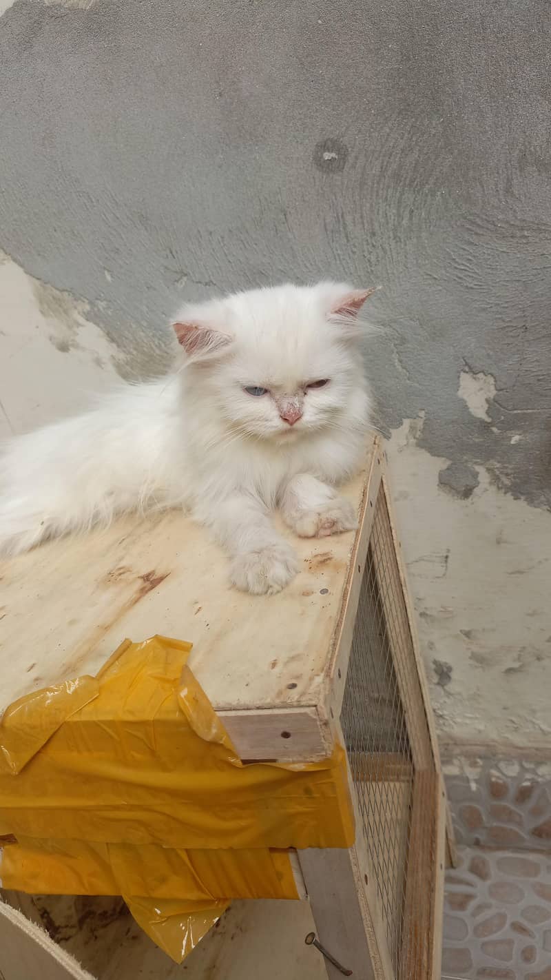 persian cat 0