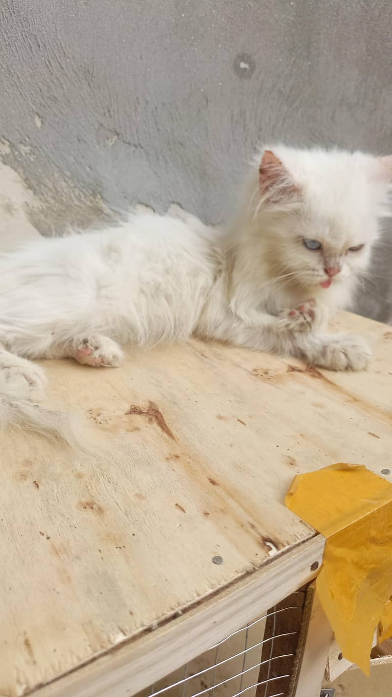 persian cat 1