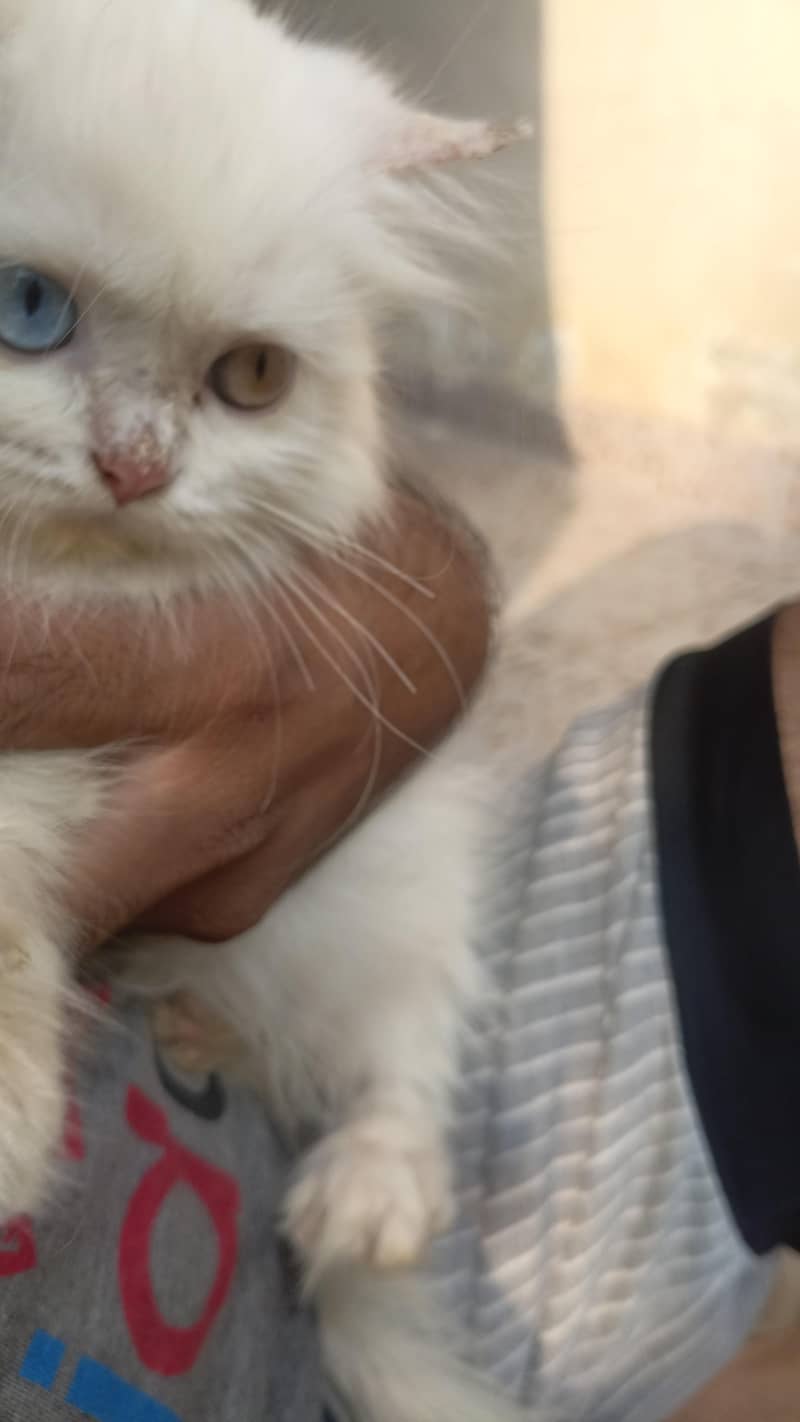 persian cat 2