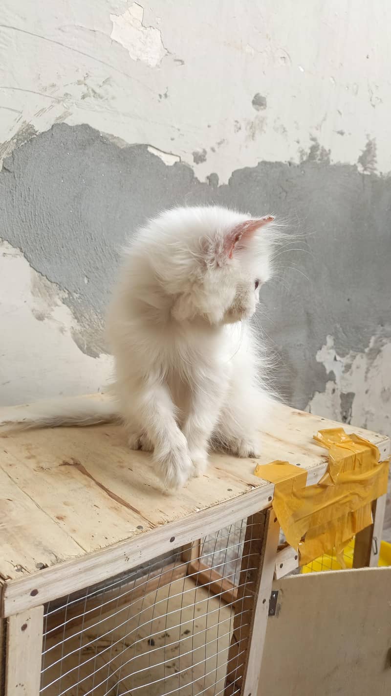 persian cat 3