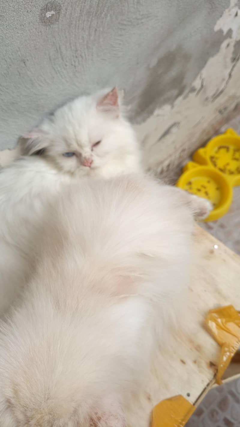 persian cat 4