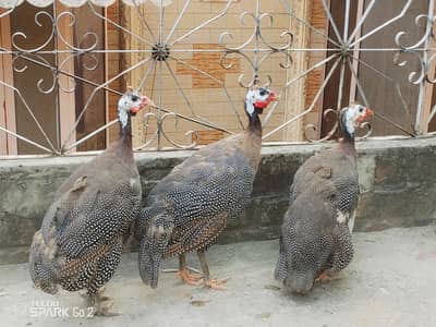 guinea fowl chakor