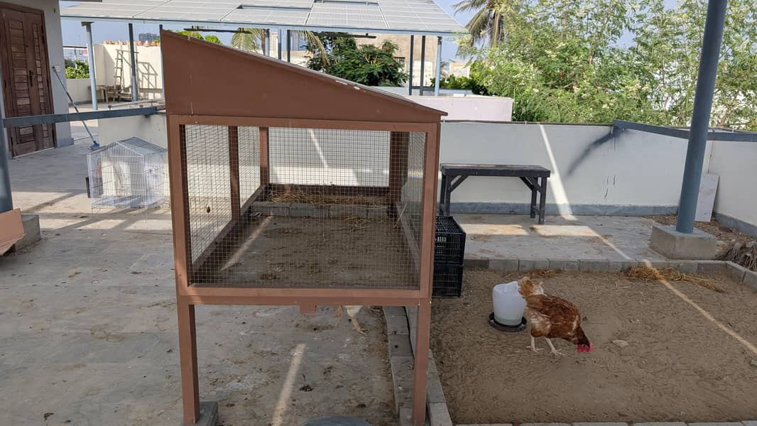 hen cage 1