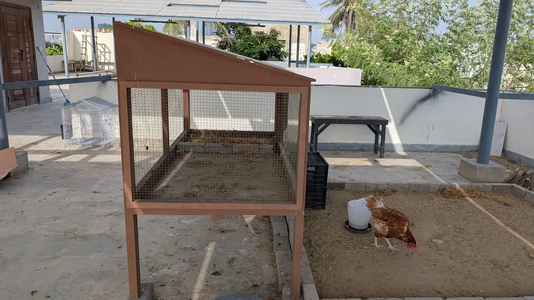 hen cage — photo 2