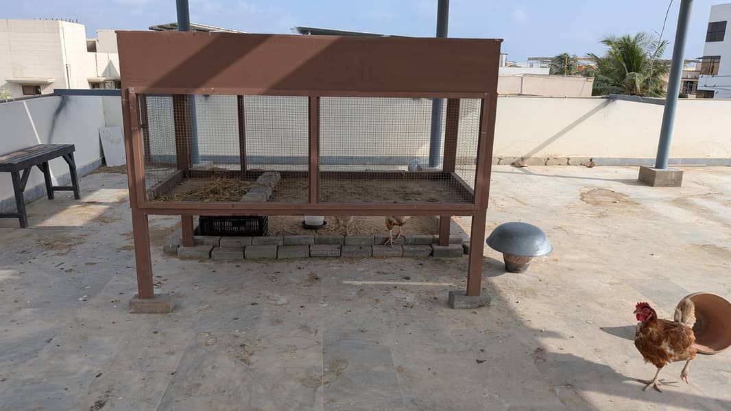 hen cage 2