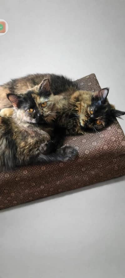 two female persian tortoiseshell cats