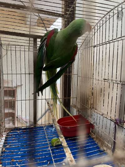 raw parrot for sale