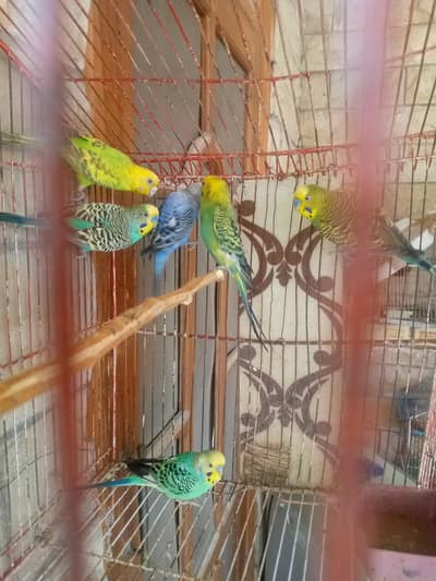 breedar pair ha eggs be dia hwy ha