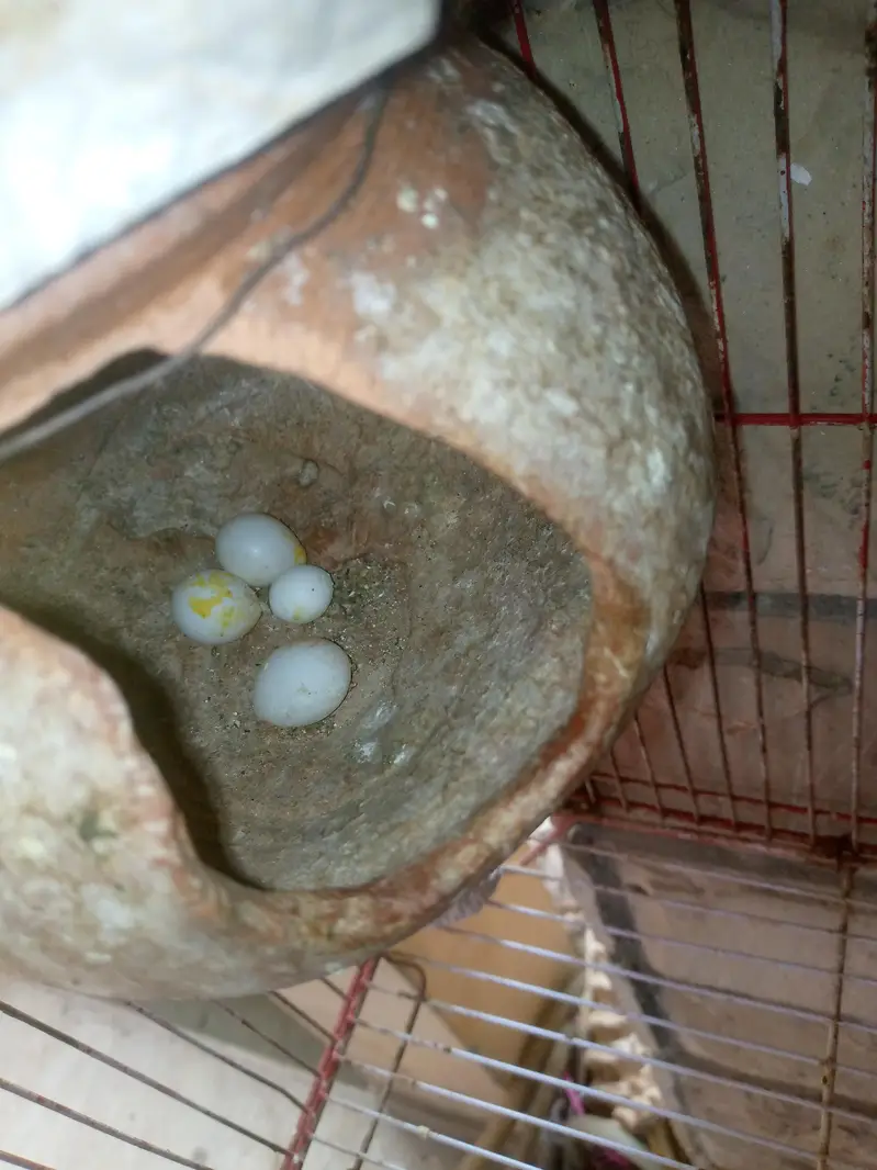 breedar pair ha eggs be dia hwy ha — photo 2