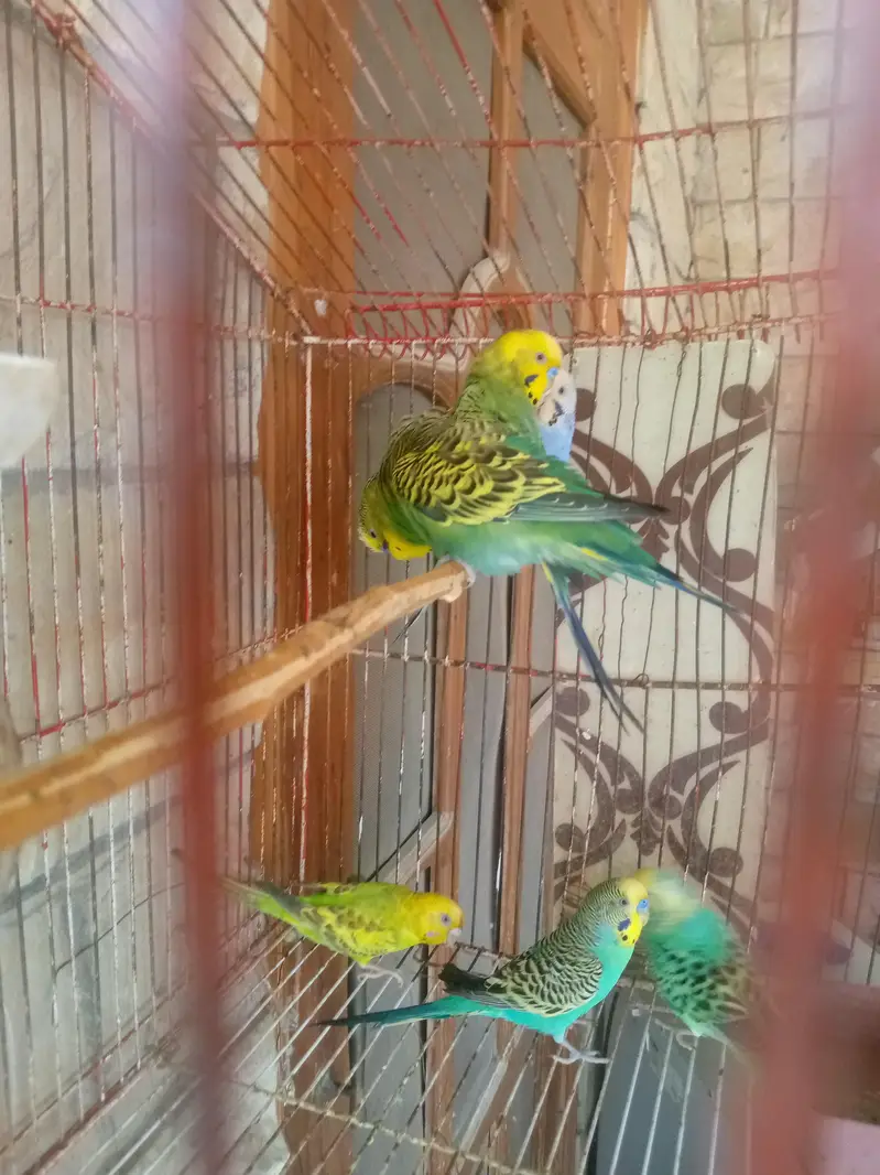 breedar pair ha eggs be dia hwy ha — photo 3