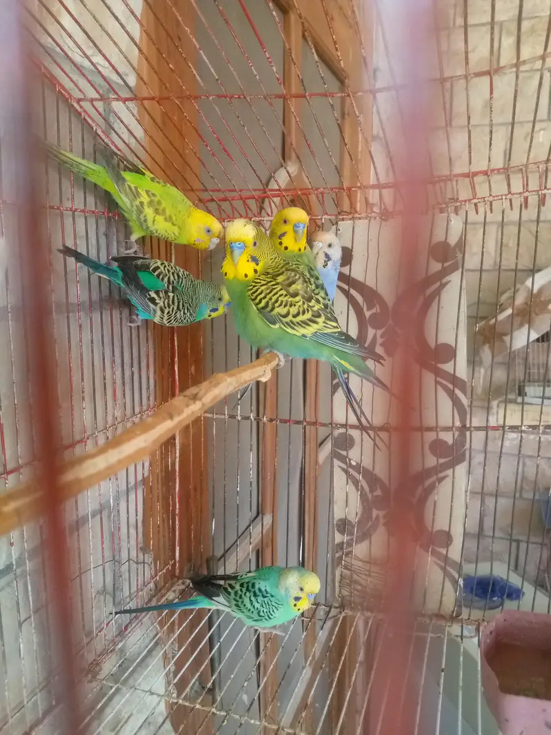 breedar pair ha eggs be dia hwy ha — photo 4