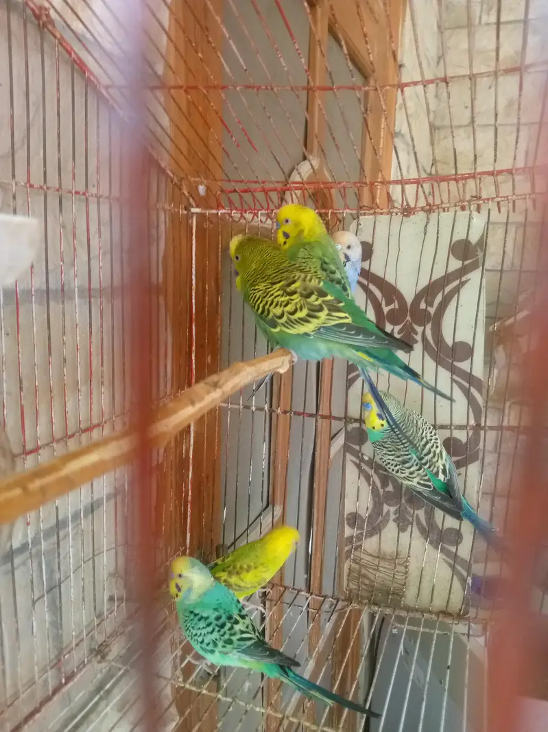 breedar pair ha eggs be dia hwy ha — photo 5