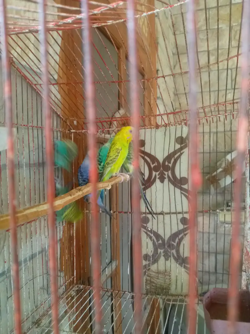 breedar pair ha eggs be dia hwy ha — photo 6