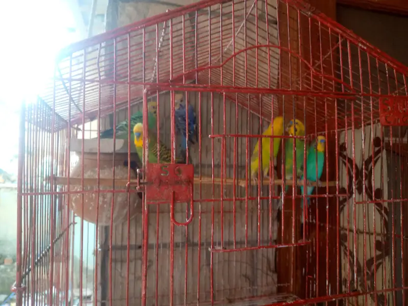 breedar pair ha eggs be dia hwy ha — photo 7