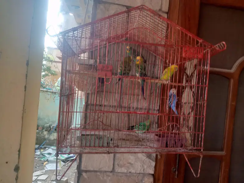 breedar pair ha eggs be dia hwy ha — photo 8