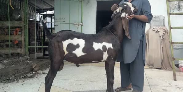 PURE AMIRTSARI BEETAL PAIR FOR SALE