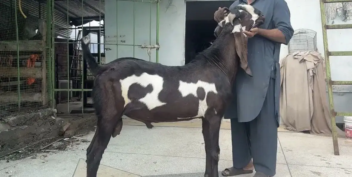 PURE AMIRTSARI BEETAL PAIR FOR SALE