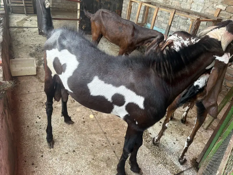 PURE AMIRTSARI BEETAL PAIR FOR SALE — photo 2