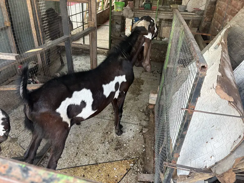 PURE AMIRTSARI BEETAL PAIR FOR SALE — photo 4