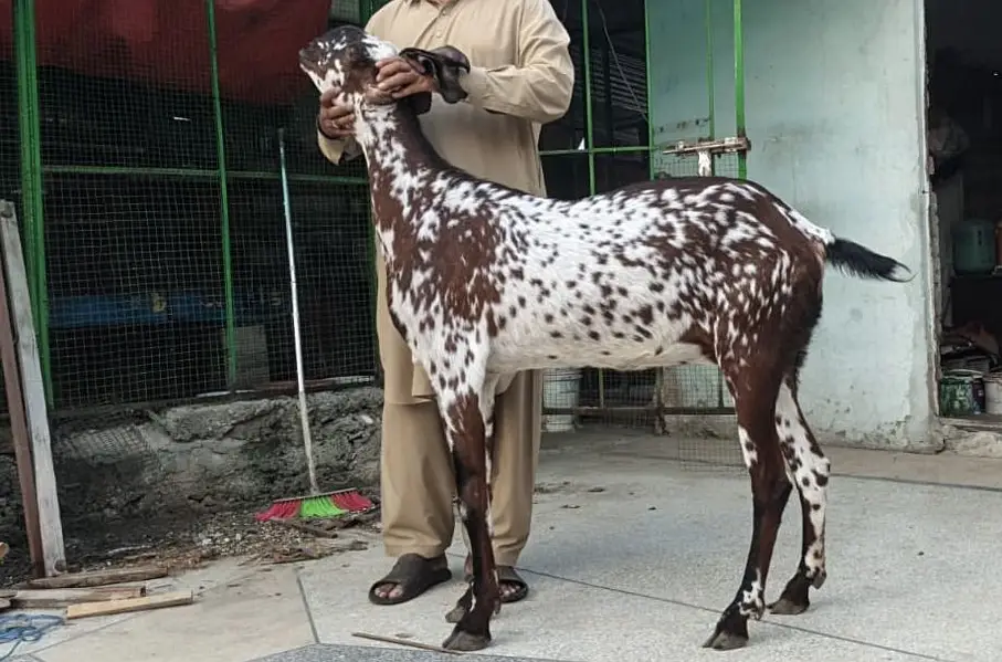 PURE AMIRTSARI BEETAL PAIR FOR SALE — photo 6