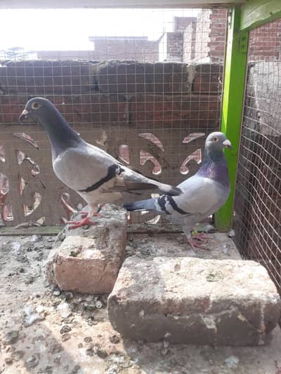 Reser pigeon pair Urgent for sale