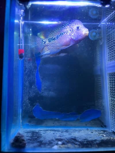 Flower horn| Parrot Fish | Cichlids | Fishes | Pet