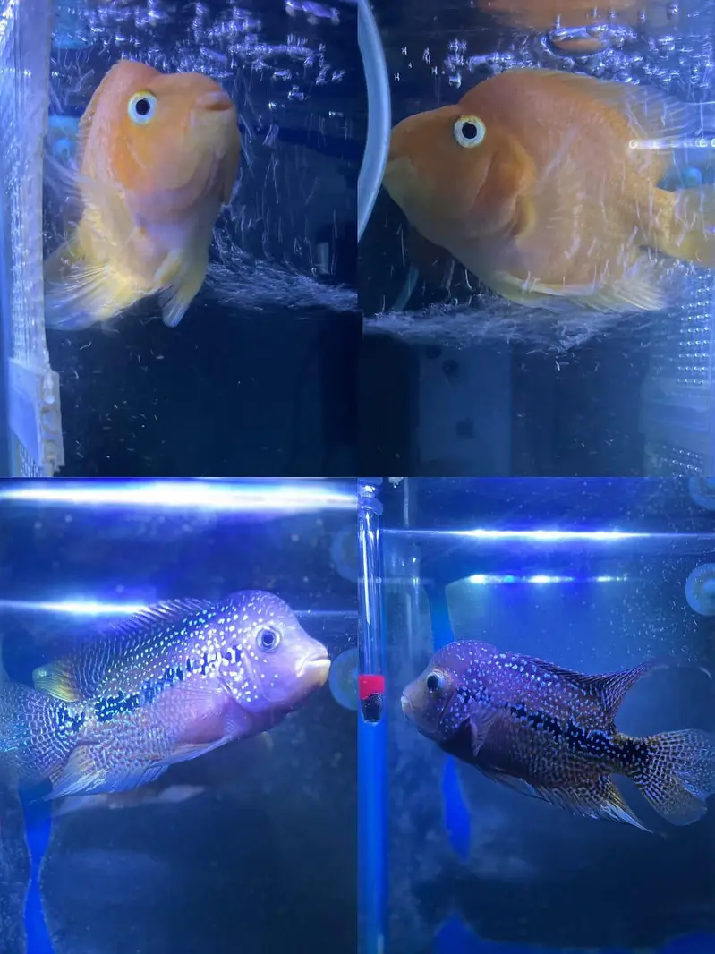 Flower horn| Parrot Fish | Cichlids | Fishes | Pet — photo 2