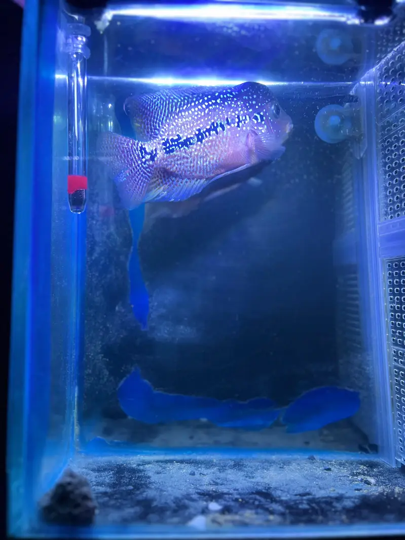 Flower horn| Parrot Fish | Cichlids | Fishes | Pet — photo 3