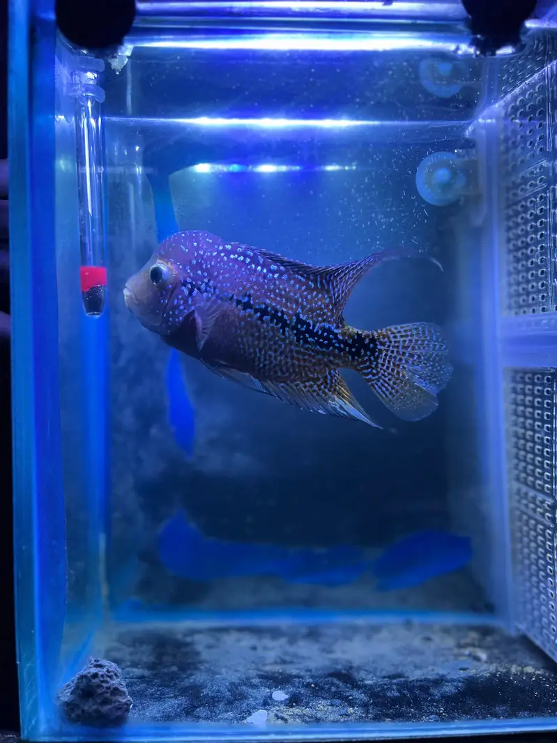 Flower horn| Parrot Fish | Cichlids | Fishes | Pet — photo 4