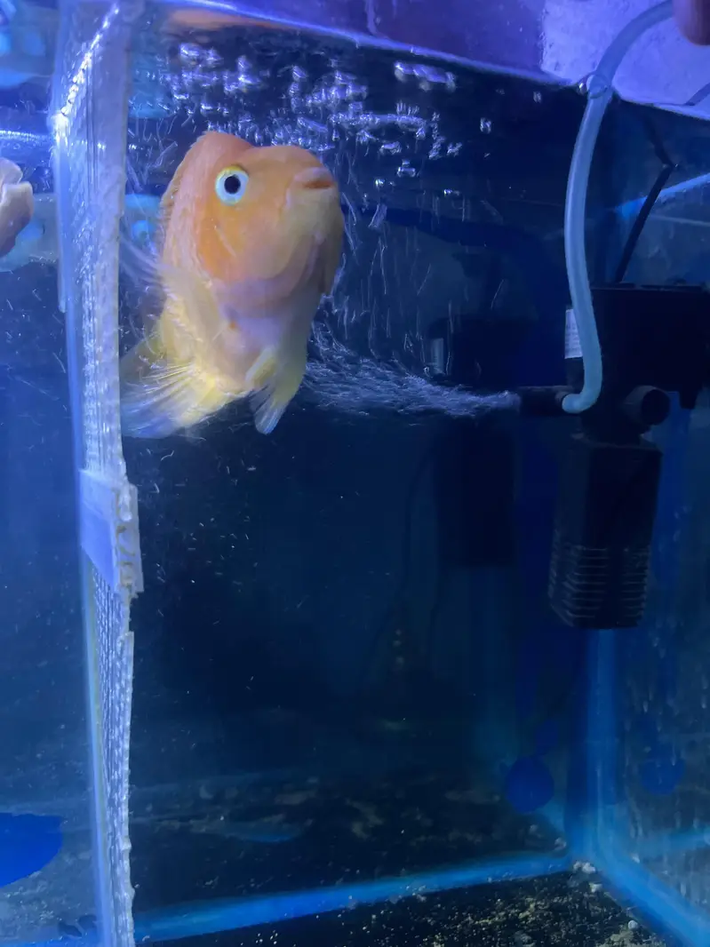 Flower horn| Parrot Fish | Cichlids | Fishes | Pet — photo 5